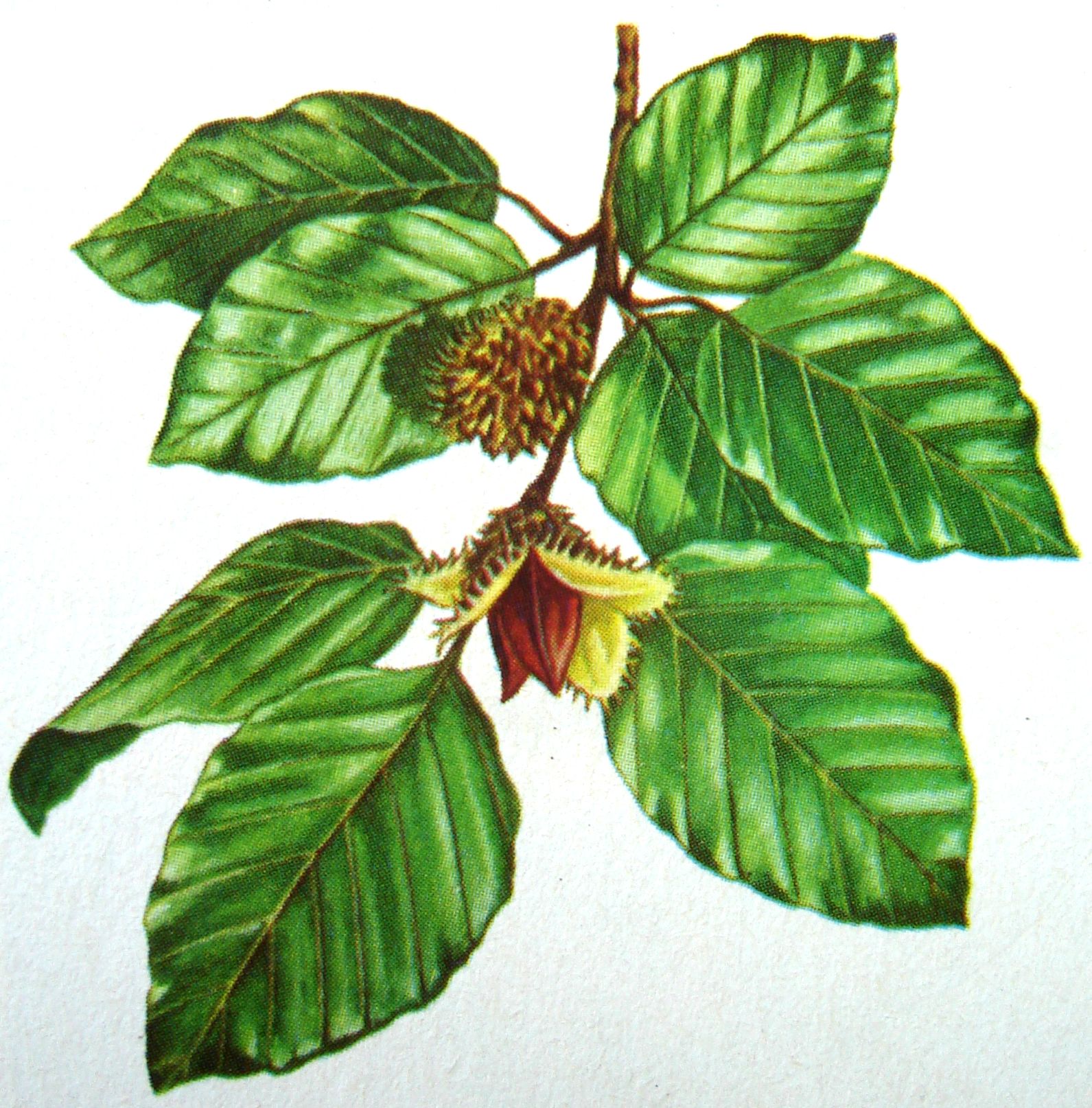 Fagus orientalis